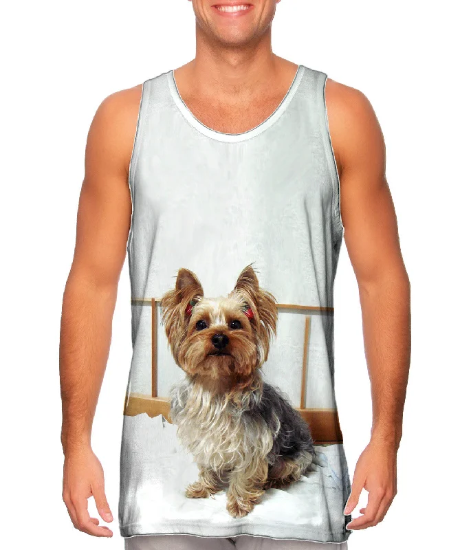 Fancy Yorkshire Terrier